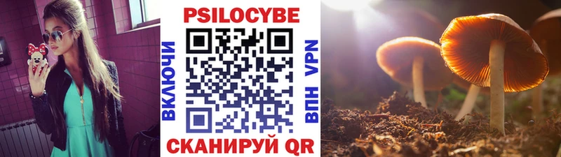 Псилоцибиновые грибы Psilocybine cubensis  Цимлянск 